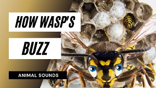 The Animal Sounds How Wasps Buzz  Sound Effect  Animation [upl. by Prisilla514]