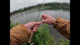 FLY FISHING ALASKA WITH NEW SPECIES [upl. by Ijies]