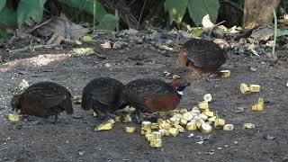 Sorprendente Avistamiento de Una Especie Rara y Fascinante Rufous Fronted Wood Quail [upl. by Ariuqahs]