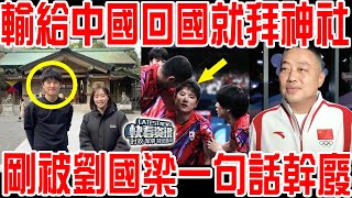 日本選手奧運輸給中國，回國就去參拜神社！剛剛被劉國梁一句話幹廢！ [upl. by Halfon]