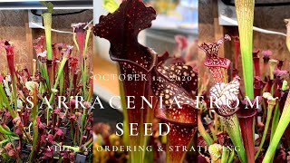 Sarracenia Seed Growing Course  Video 1 Ordering amp Stratifying [upl. by Natsud]