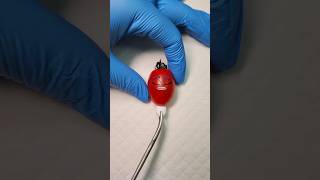 Tomato surgery with music shorts [upl. by Kosiur]