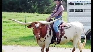 Hoof Trimming Texas Longhorn Cow Premier Preference [upl. by Gosnell]