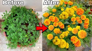 My simple secret to grow MARIGOLD flower plant at home How to grow Marigold [upl. by Dranyar]