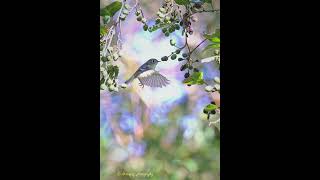 Photo of the Day  Ruby crowned kinglet [upl. by Natsuj649]