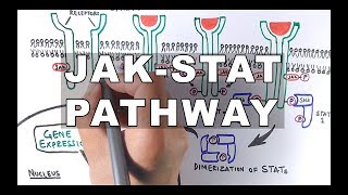 JAKSTAT Signalling Pathway [upl. by Alurta]