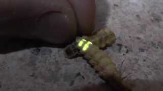 Glow worms in South Africa Lampyridae [upl. by Nidroj]