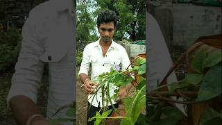 Fresh cowpea beans I will pluck them tomorrow nature farming cowpea shorts [upl. by Isabeau338]