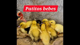 Tenemos más patitos bebes [upl. by Argela]