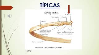 ART COSTOVERTEBRAL Y ESTERNOCOSTAL [upl. by Nahgem]