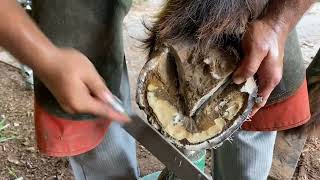 Shoeing a Percheron Draft Horse [upl. by Yelrebmik]