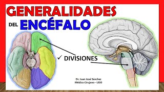 🥇 GENERALIDADES DE ENCÉFALO Anatomía Divisiones  Partes ¡Explicación Sencilla [upl. by Cornew]