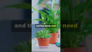 5 EASY Plants to Grow at Home [upl. by Celestine]