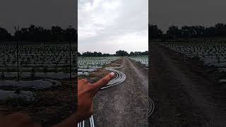 Instalación de macrotuneles para cultivo de frambuesa [upl. by Brenner997]