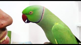 Conversation with my parrotWorlds best Bird [upl. by Fabriane]