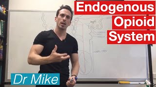 Analgesic Pathway  Endogenous Opioid System [upl. by Niledam]