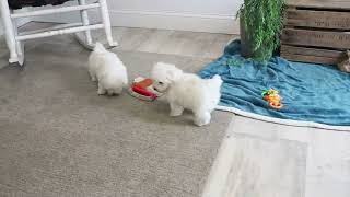 Maltese Puppies For Sale [upl. by Linnet]