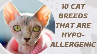 10 Cat Breeds That Are Hypoallergenic [upl. by Etterraj]