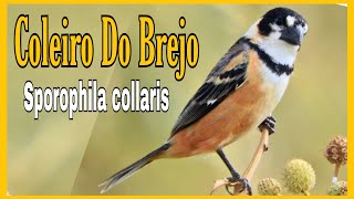 COLEIRO DO BREJO Sporophila collaris [upl. by Nehemiah]