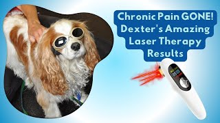 AtHome Cold Laser Therapy for Senior Dogs  Chronic Pain Relief for Dogs with Chiari Malformation [upl. by Midge]