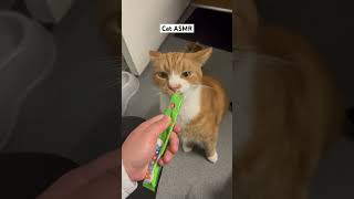 Cat ASMR cats asmr shorts viralshort funnycats [upl. by Aleacem899]