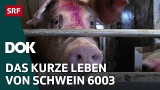 Unser täglich Fleisch – Von Gülle Jobs und Umweltschäden  DOK  SRF [upl. by Bartlett386]