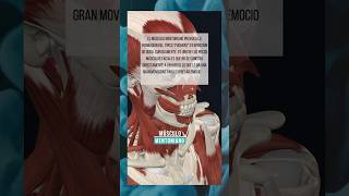 ¿SABÍAS QUE EL MÚSCULO MENTONIANO NO SE CONECTA DIRECTAMENTE A UN HUESO anatomía medicina cuerpo [upl. by Nord153]