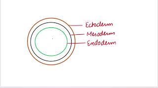 Diploblastic and Triploblastic organisms biology neet basics mbbs neet [upl. by Ahsiled945]