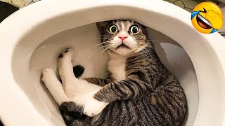 Funniest Animals 😅 New Funny Cats and Dogs Videos 😹🐶 Part 3 [upl. by Shelagh]