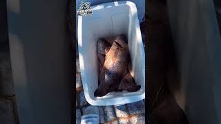 Pesca De Pargos Gigantes En Puente shorts fishing pargos veracruz 🎣 [upl. by Naret]