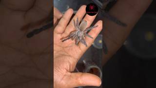 Handling old world tarantula bluebaboon  Indian tarantula keeping [upl. by Hoj]