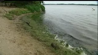 Blue green algae in Wisconsin lakes can be toxic [upl. by Idonah850]