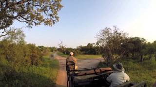 Safari in Sabi Sands Game Reserve [upl. by Melvin]