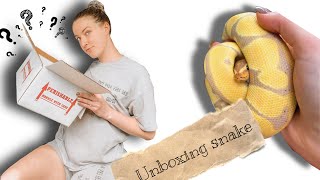 Unboxing pet ball python [upl. by Dorman387]