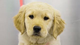 Fluffy clumsy Golden Retriever puppy [upl. by Ayerdna157]