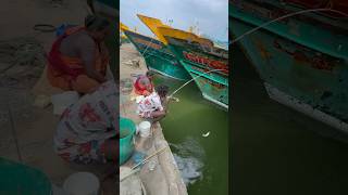 Mullet fishing in boat side water mulletfishing fishingvideos ng [upl. by Ahsilahk]