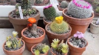 Echinocereus viridiflorus coccineus parodia chrysacanthion Gymnocalycium bruchii  in flowering [upl. by Sinnard]