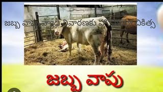 పశువులలో వచ్చే జబ్బ వాపు వ్యాధి నివారణకు హోమియో చికిత్స pashuvulalo jabbavapu vydhi nivaranaku homeo [upl. by Odysseus]