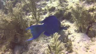 Giant blue parrotfish [upl. by Zarla]