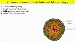 Funaria ThallusFunaria Gametophyte MorphologyTS of PhylloidTS Cauloid of FunariaOccurence [upl. by Wilt]