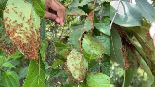 How to find red ants nest on the forest [upl. by Ainos]