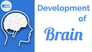 Development of the Brain  Neuroanatomy [upl. by Caniff30]