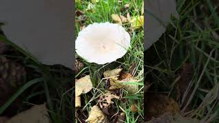 Trooping funnels foraging wildmushrooms wildfood wildfooduk [upl. by Sucramrej]