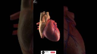 Valves of Heart valves heartvalves valves heart heartbeat healthcare heartstructure cardio [upl. by Haldeman493]