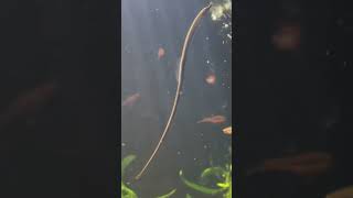 Pipefish in Planted Aquarium [upl. by Bum904]