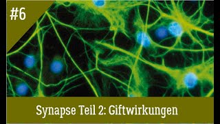 Neurologie Synapse Teil 2 Gift und Giftwirkung einfach und richtig erklärt [upl. by Eustasius]