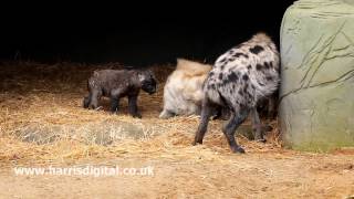 Baby Hyena [upl. by Aonian]