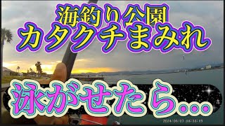 【浜名湖】海釣り公園 サビキ カタクチ イワシ 泳がせ 釣れる 浜名湖 浜名湖釣り 海釣り 海釣り公園 サビキ サビキ釣り カタクチイワシ イワシ いわし 爆釣 [upl. by Ernestine]