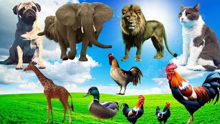 Wildlife Elephant Cow Cat Dog Tiger Rabbit  Familiar Animal Sounds [upl. by Bogoch172]