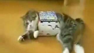 Fat Cat Small Box FAIL [upl. by Yeniar]